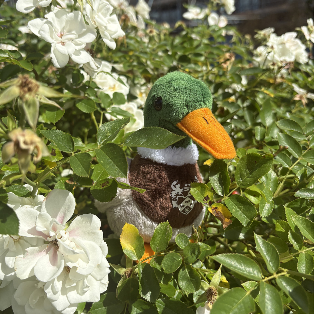 Duck Teddy