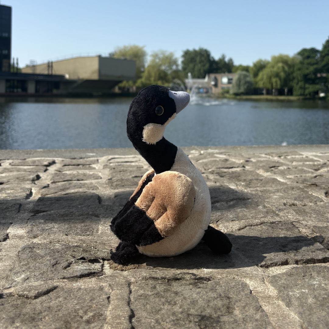 Goose Teddy